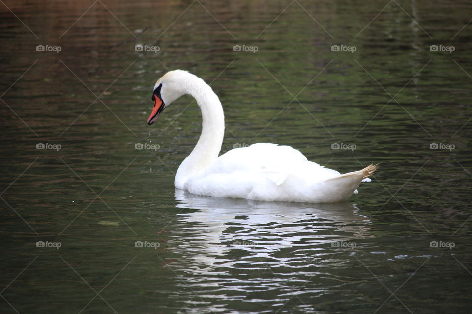 Close-up of white swan swimming in lake