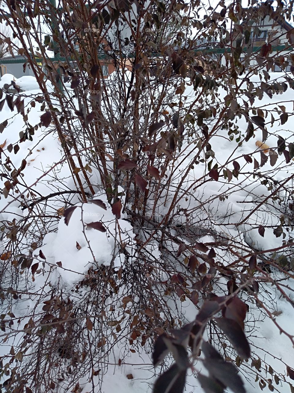 Plant on winter