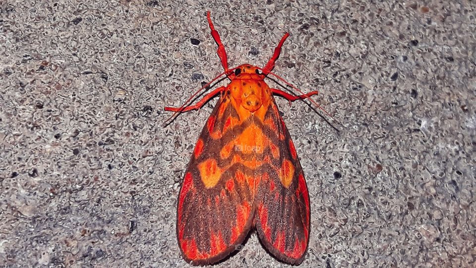 Beautiful color butterfly