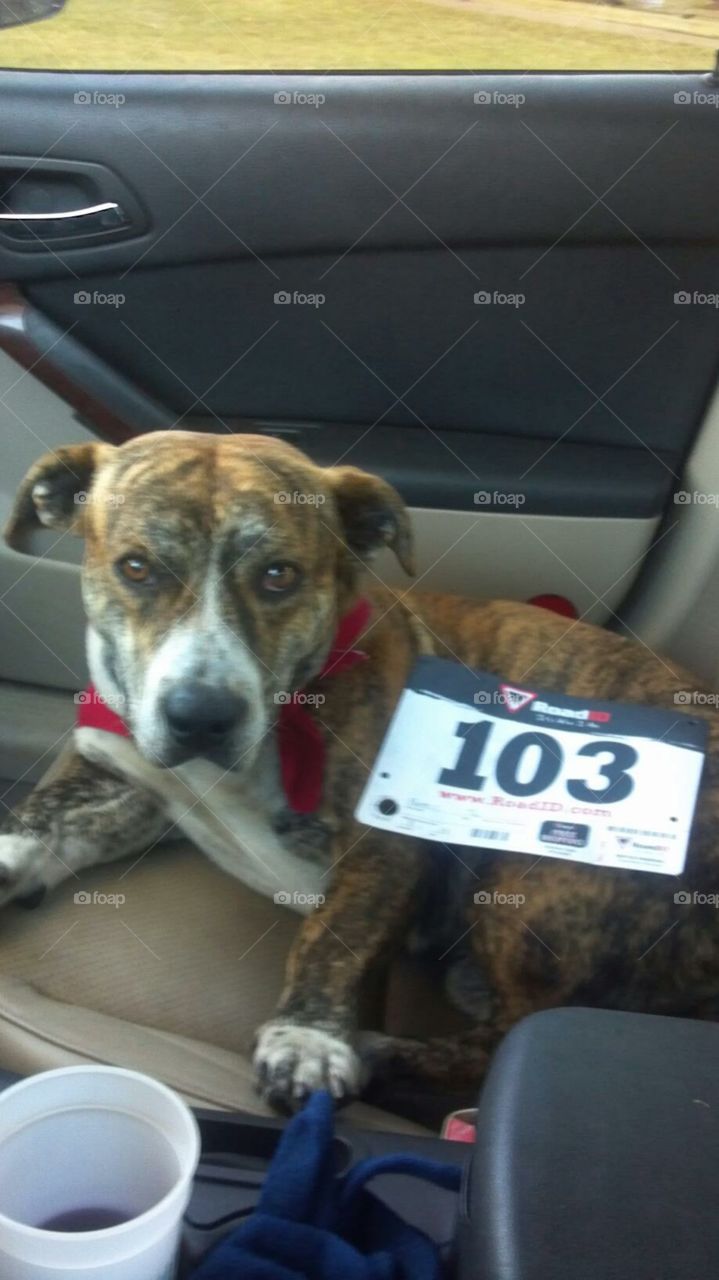 Tucker,  a Pitt/Bassett mix and a rescue himself,  just completed a 5k for the local Humane Society to help out his friends. 