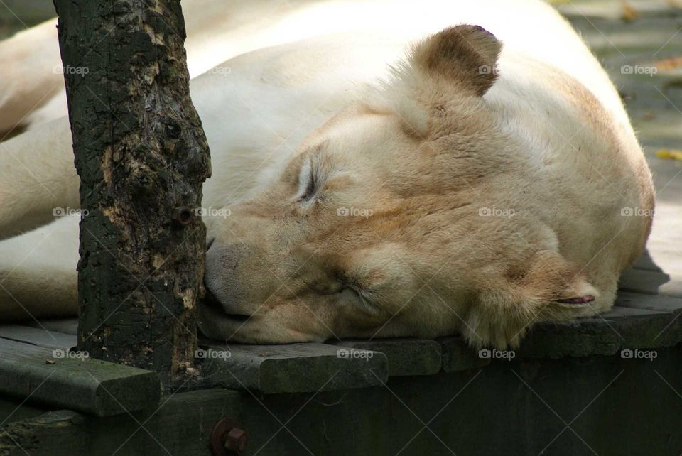 Lazy Lioness