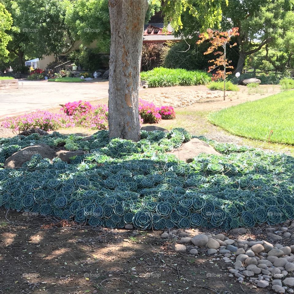 Now that's a lot of succulents 