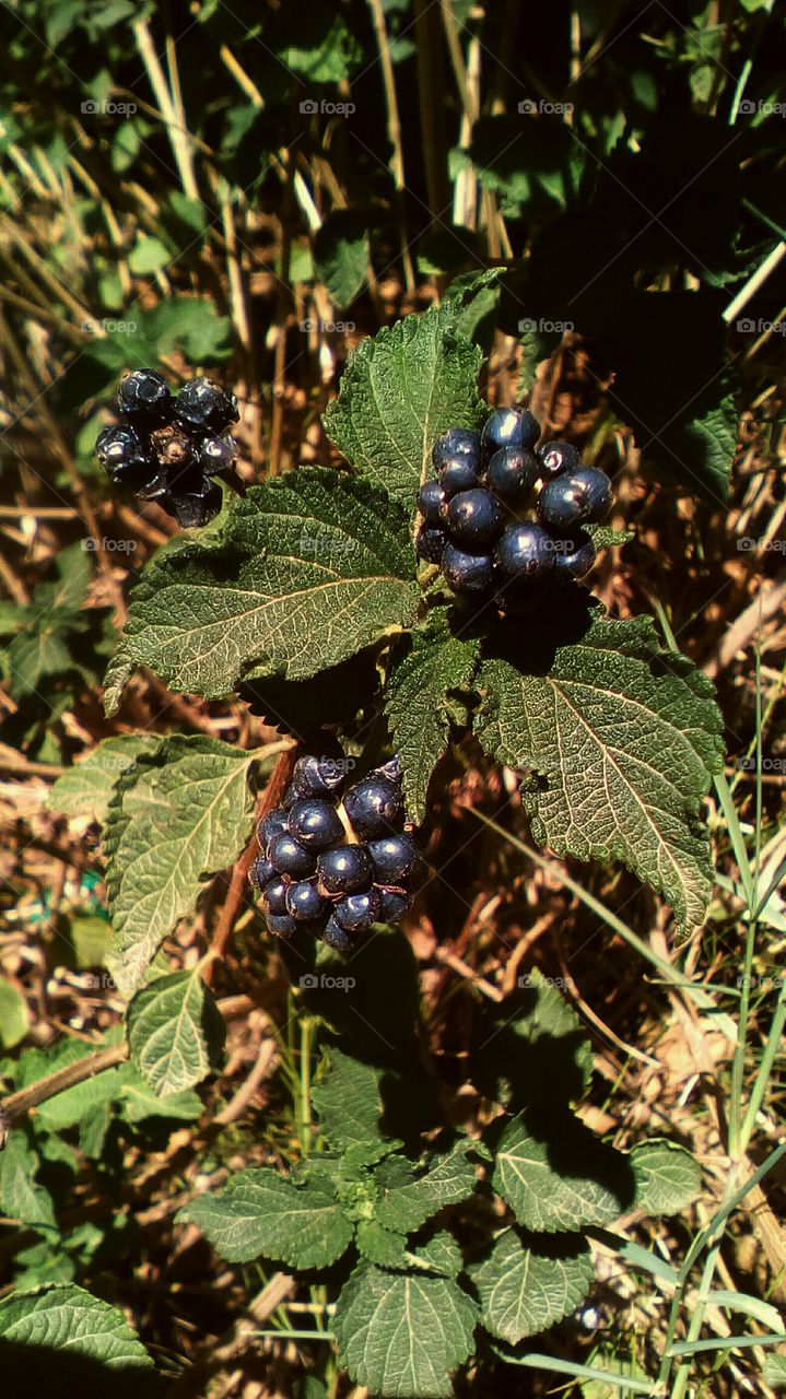 Bulb of wild exotic wildflower like berries
outdoors in garden
