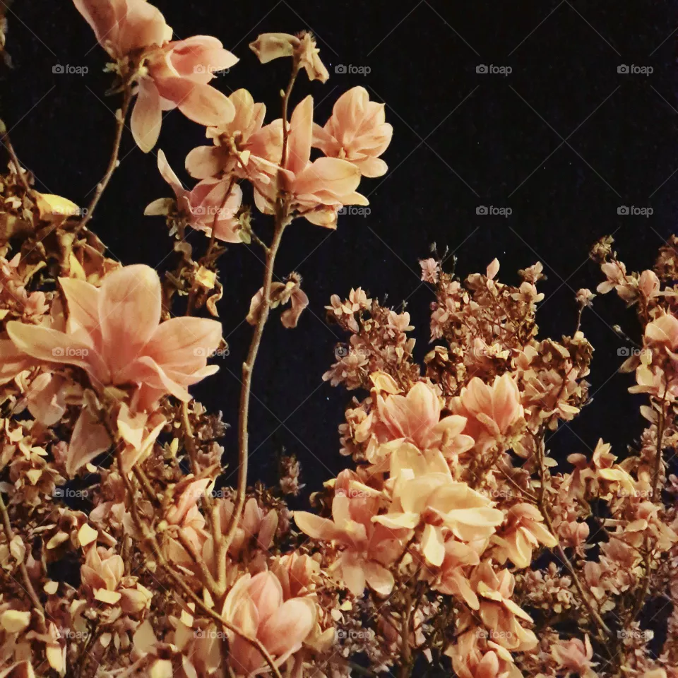 night