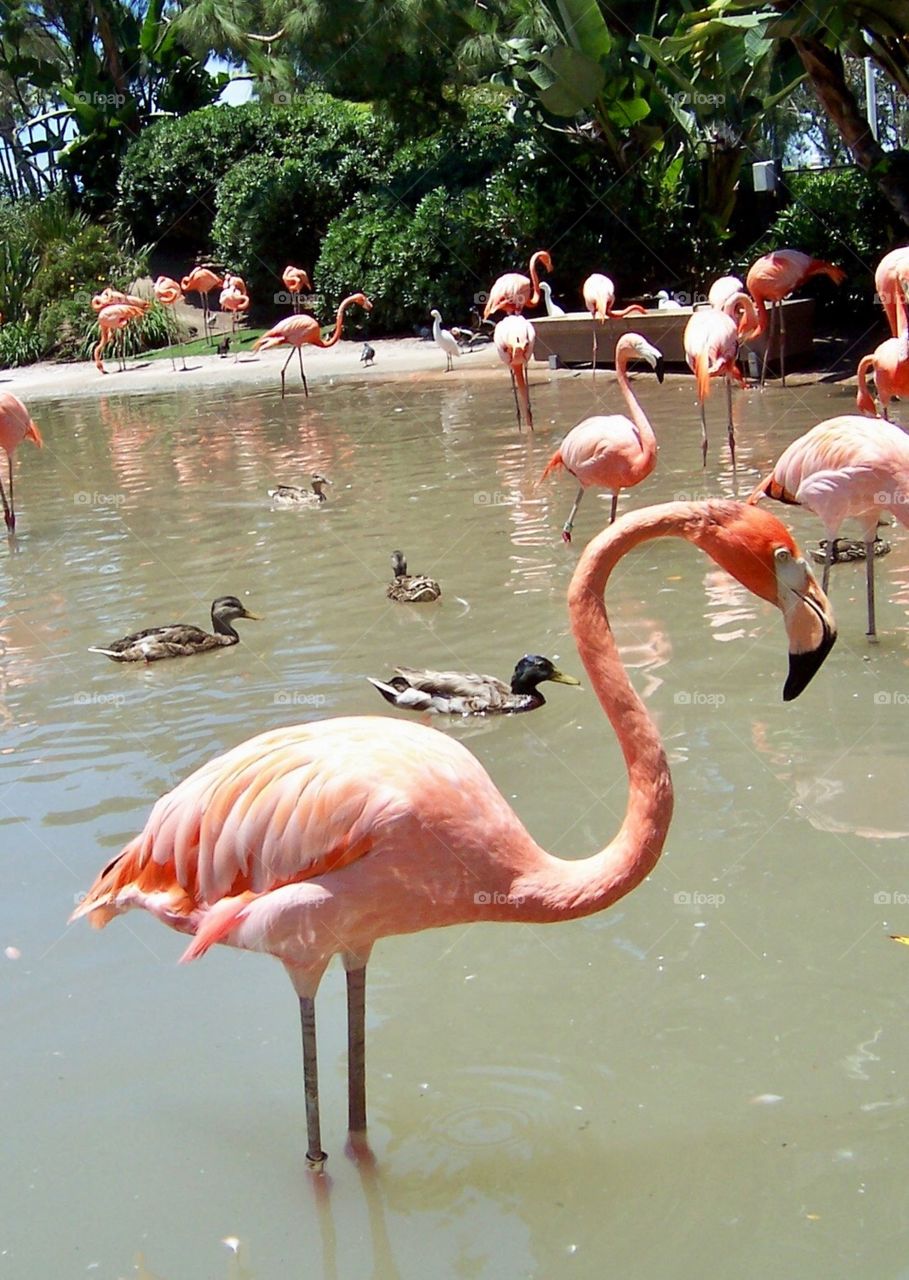 Flamingo 