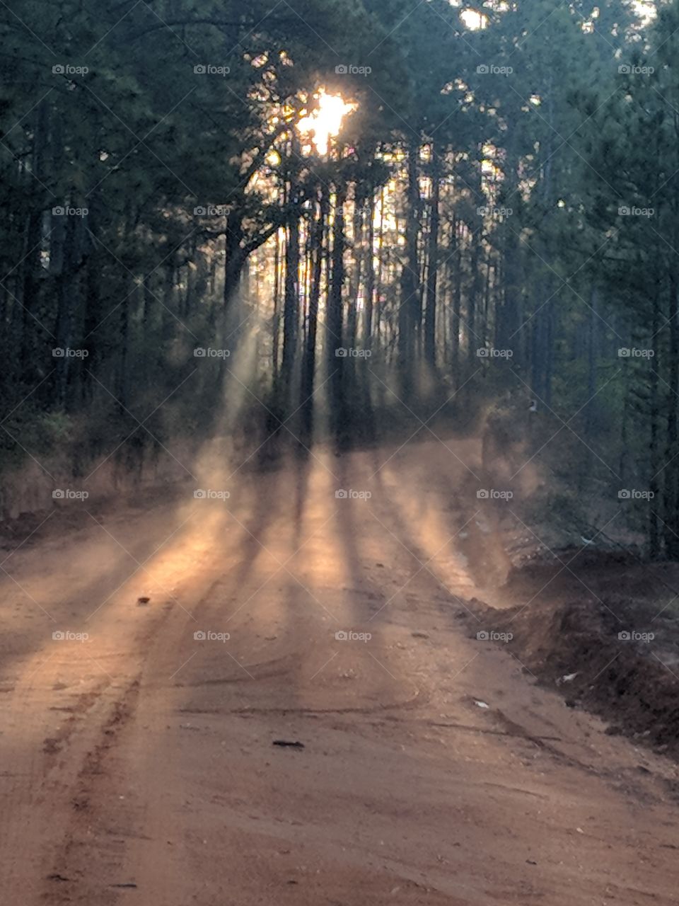 Shadows in the trees