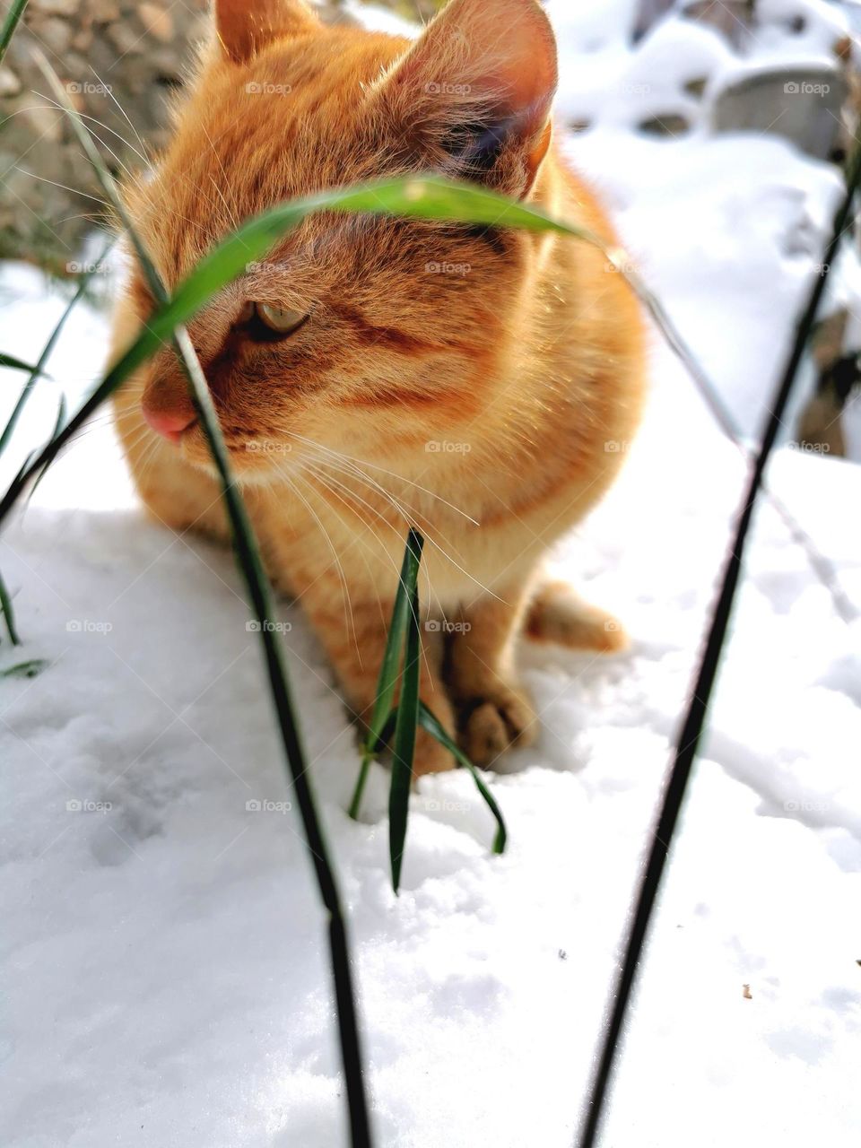 cat resting on snow