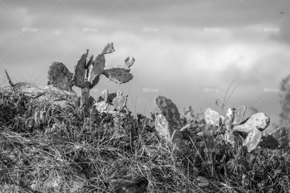 Cacti on a dune with black and white effect