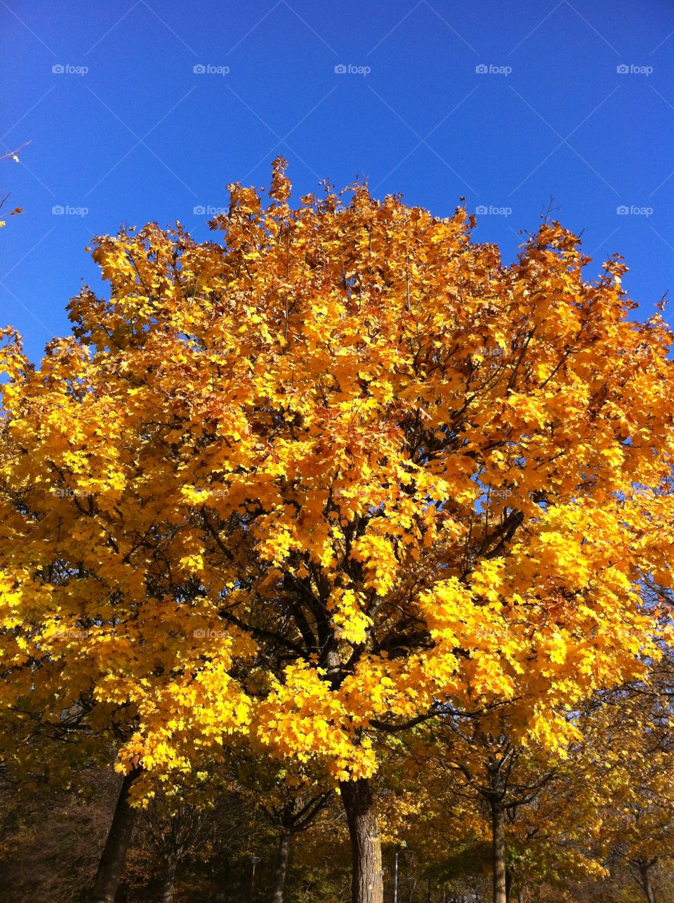 Tree in autumn