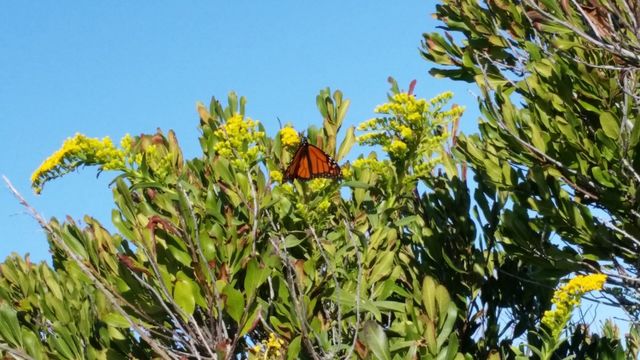 beautiful butterfly