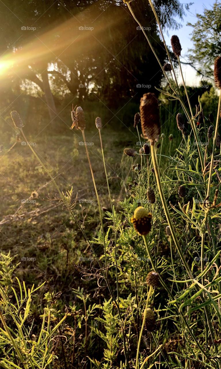 Sunset at the rock quarry. Thistles that never had a chance in the Texas heat! ☀️