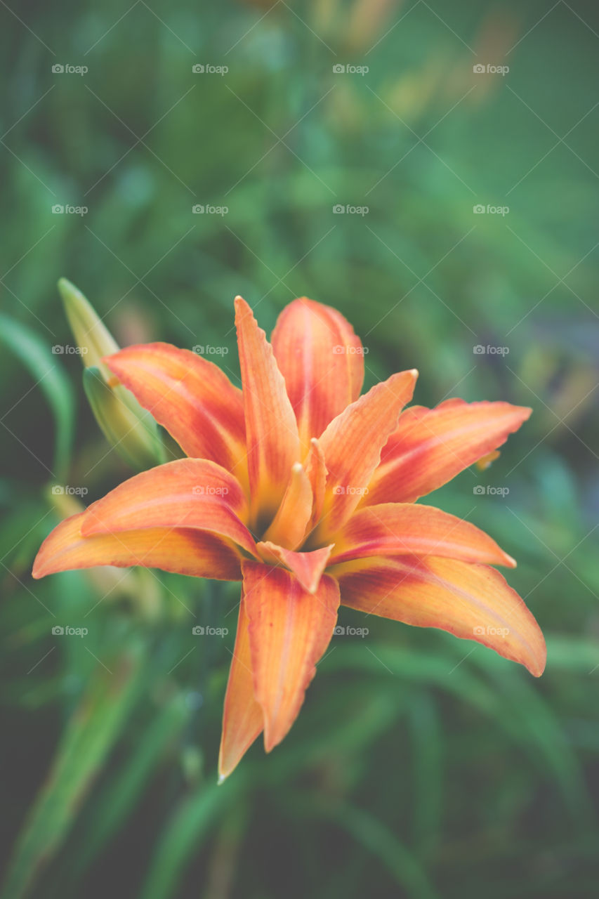 Bright Orange Lily Bloom