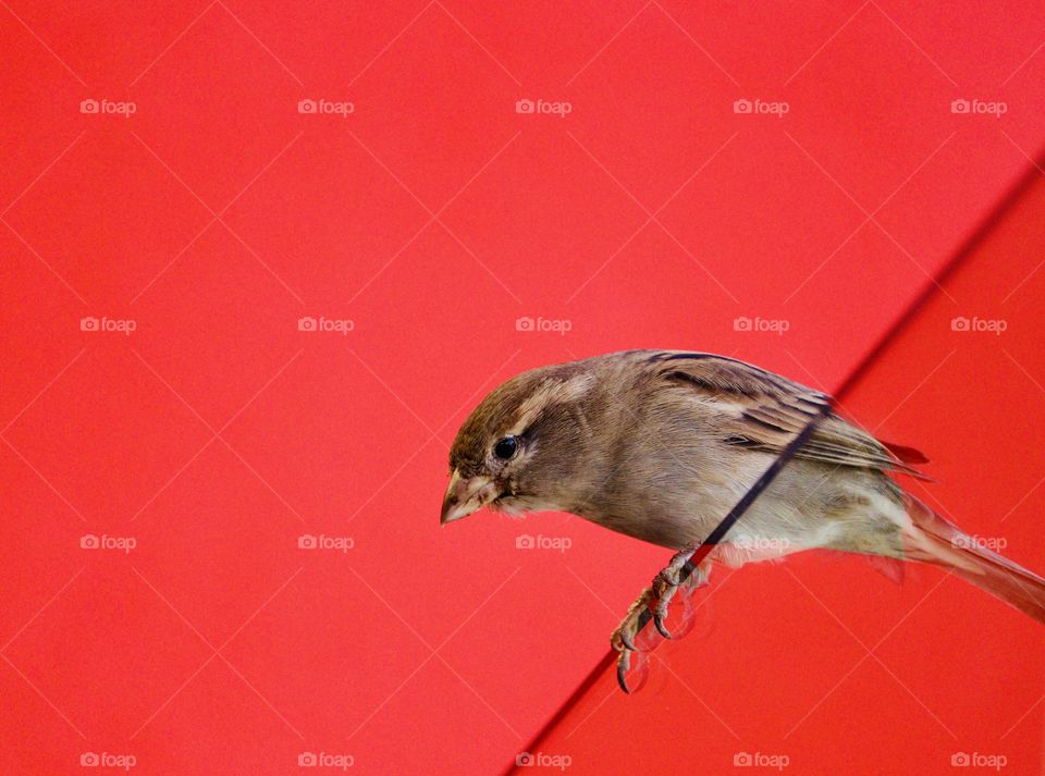 Sparrow perched on a see-through clear plexiglass fence against a vivid solid red wall, close up with copy text space