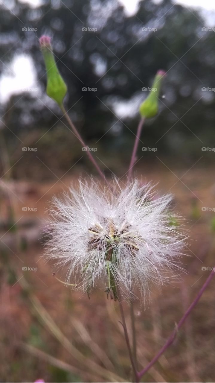 close look of a flower