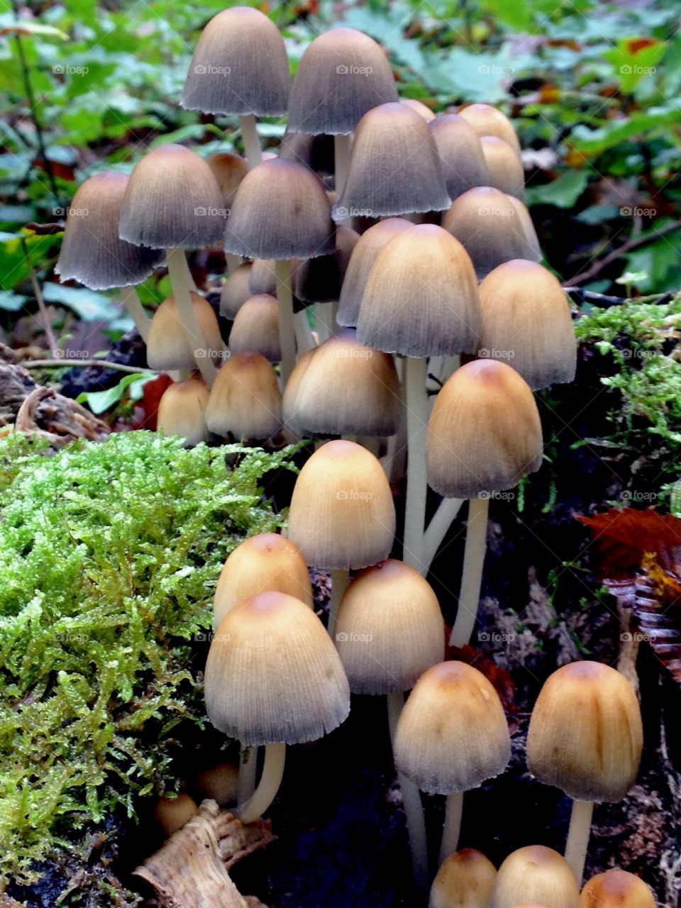 Mushrooms in the forest