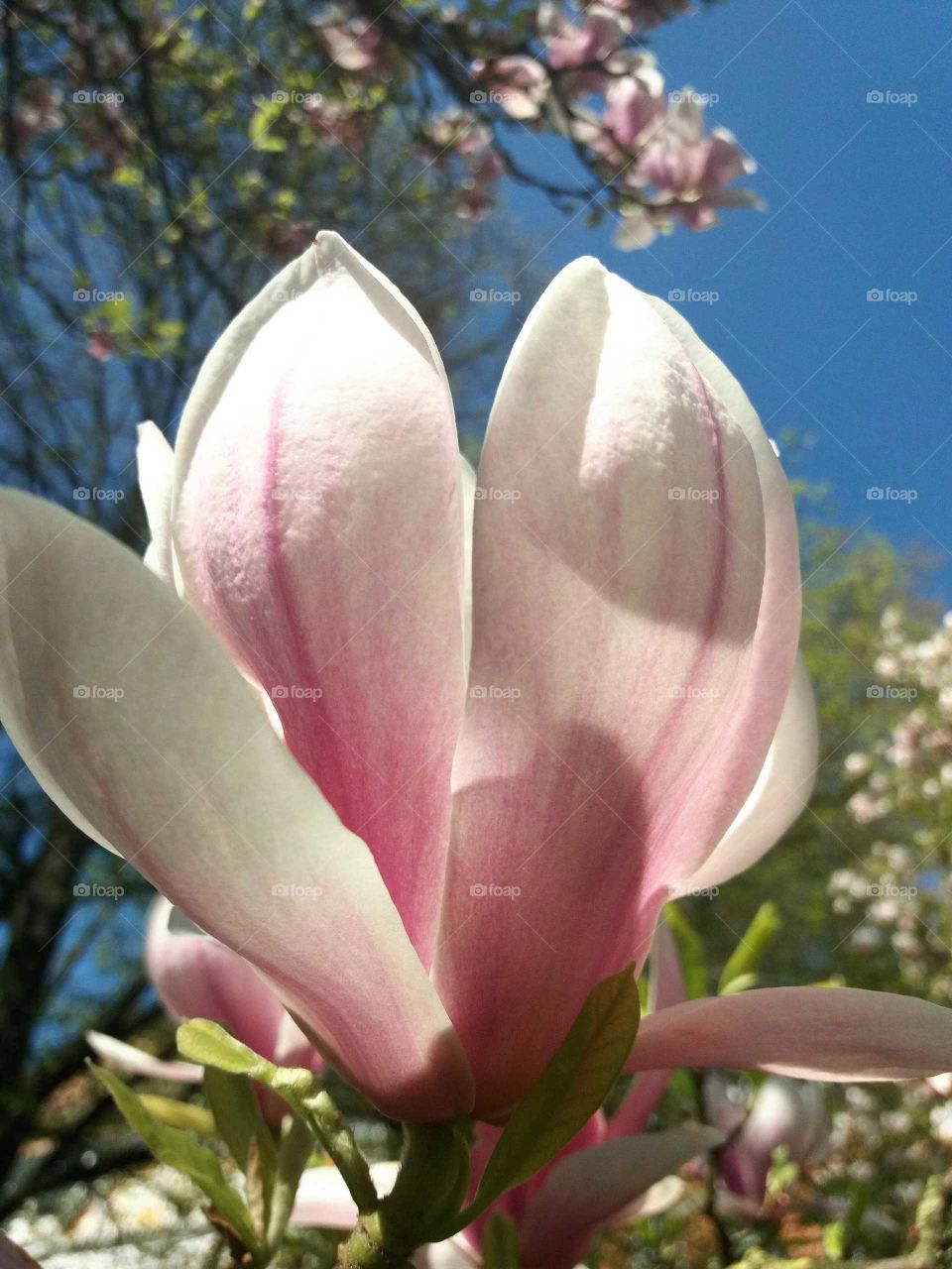 magnolia blossom morning