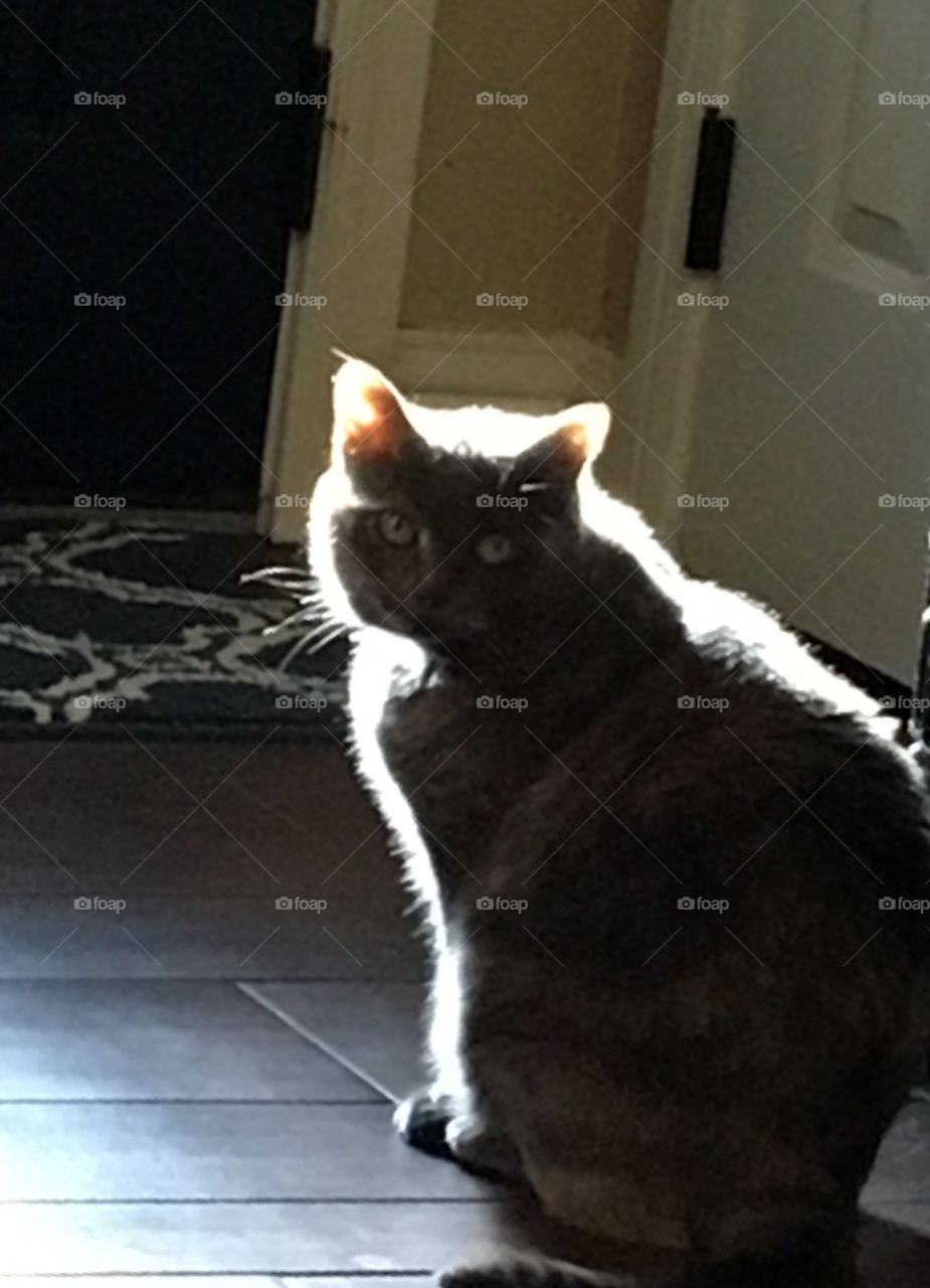 Cat in the sunlight. 