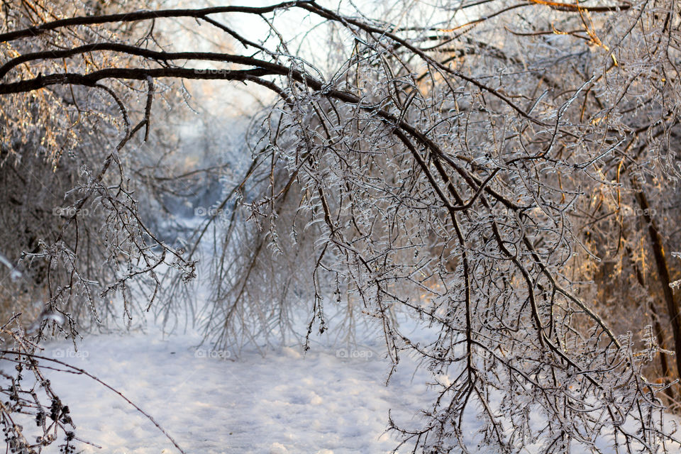 A frozen branch hangs over a winter walking trail