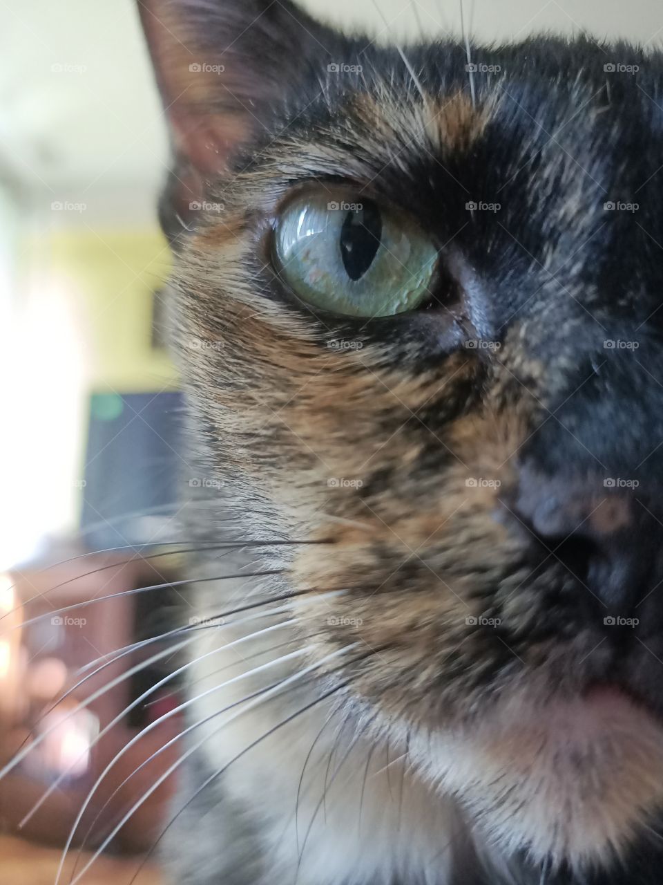 I am a tiger..  meowwww!