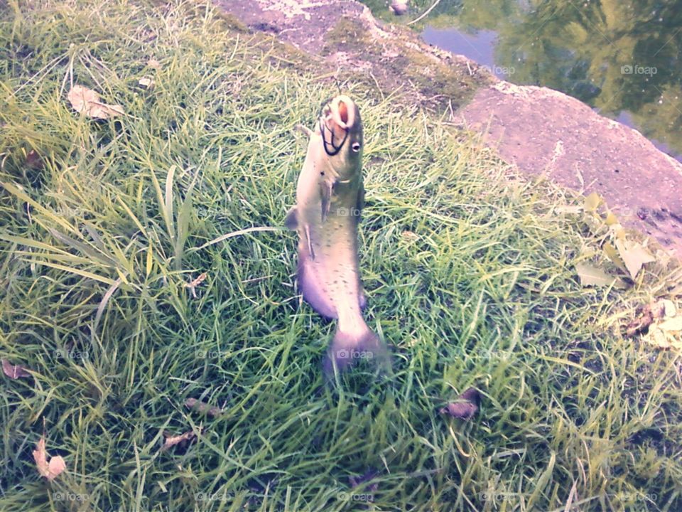 Fishing trip. Caught this lovely fish in Iowa 