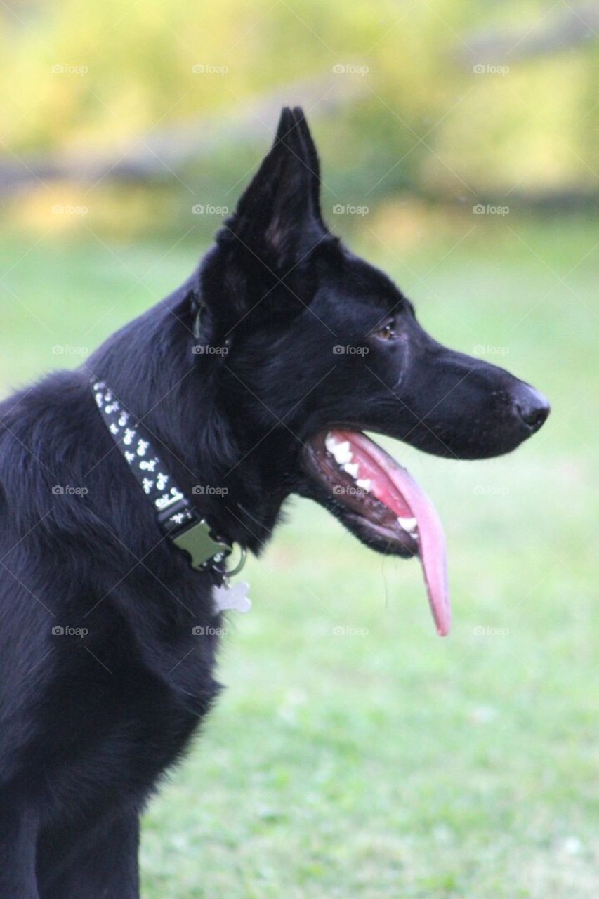 The side view of a black German shepherd's face. 