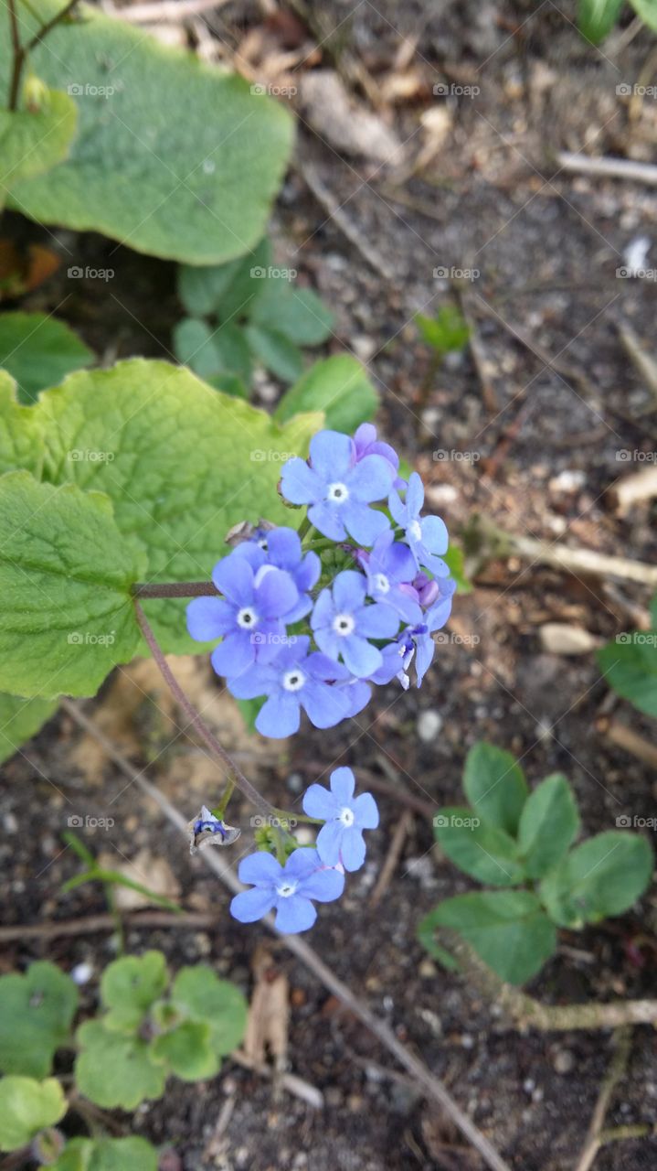 blue flower