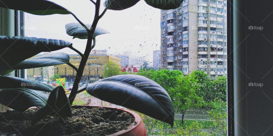 ficus plant on the windowsill