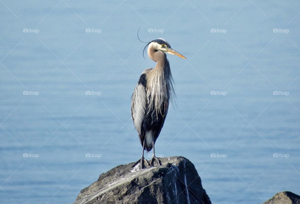 Great Blue Heron