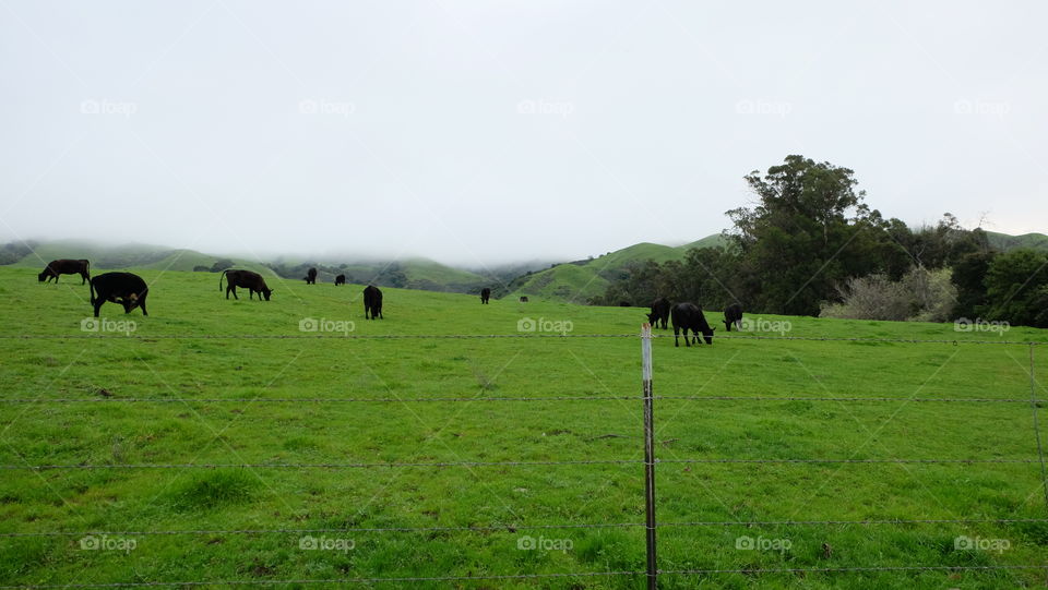 Fog descending over grazing grounds
