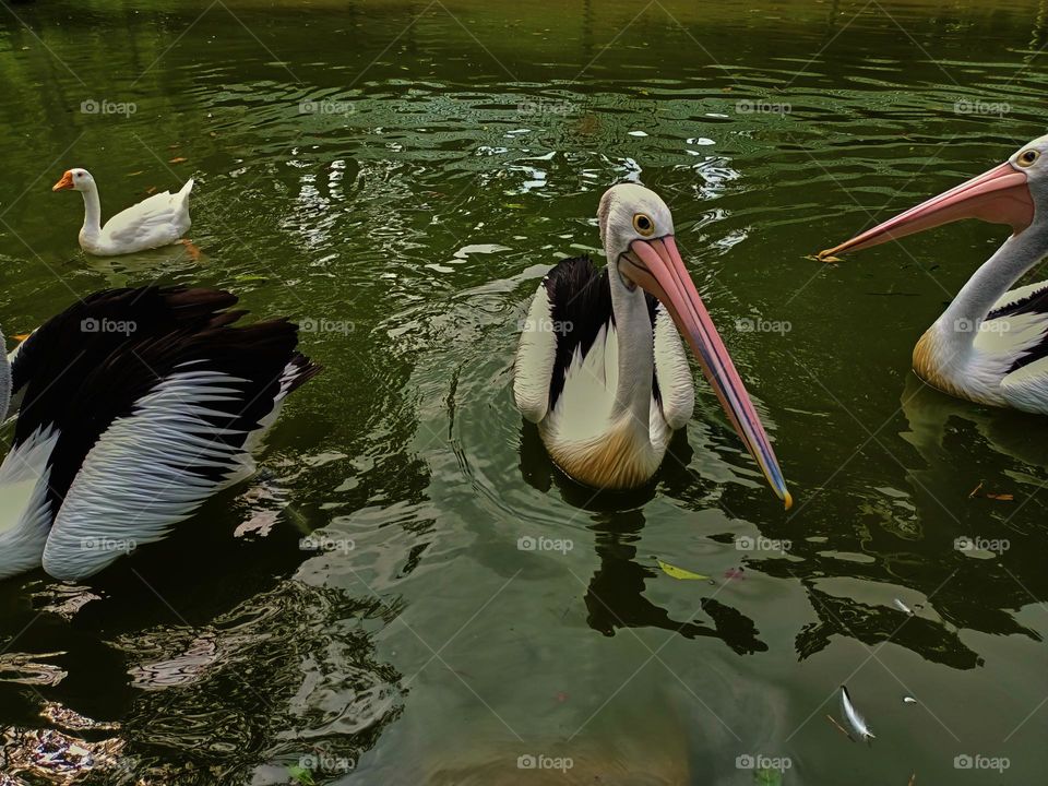 The great white pelican (Pelecanus onocrotalus) aka the eastern white pelican, rosy pelican or white pelican. A group of pelicans finding and waiting for food from visitors in the zoo.