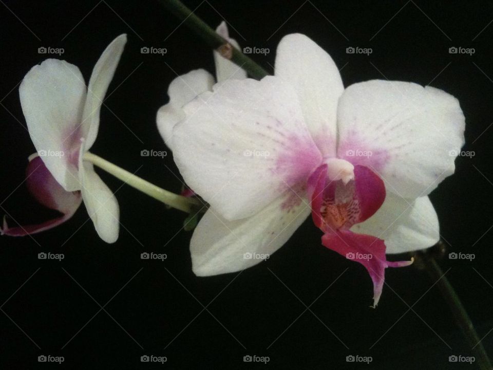 Quiet Orchid