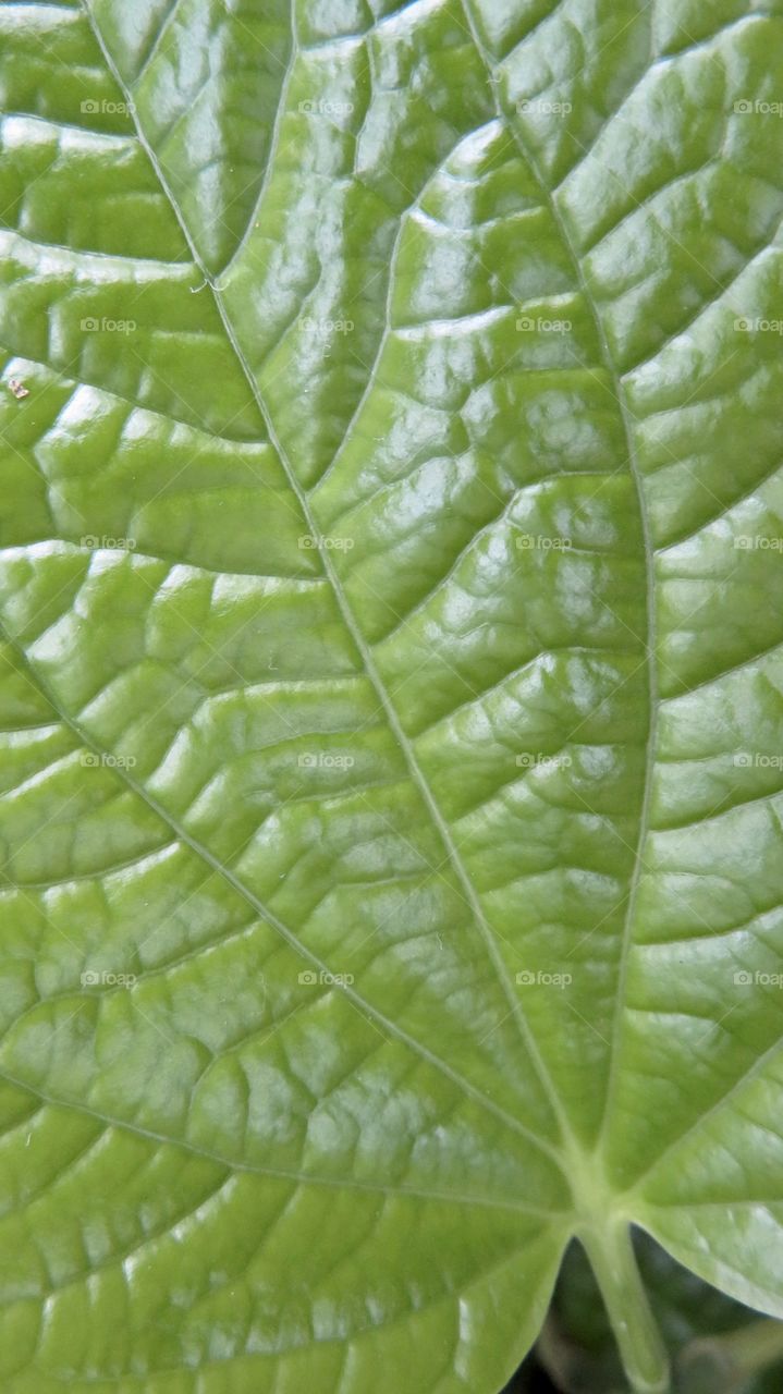 Leaf