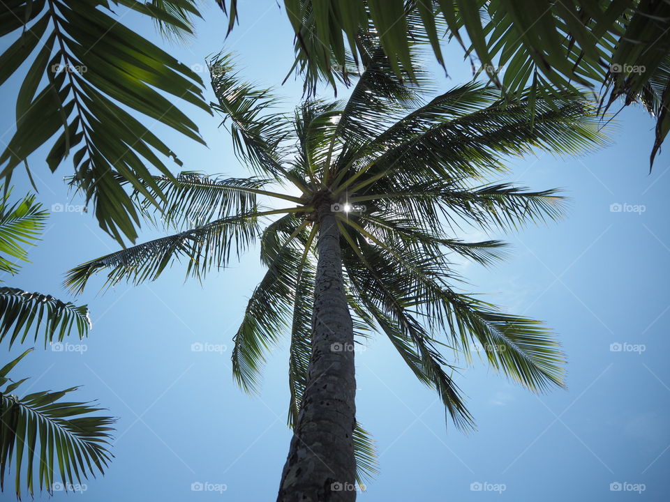 Looking up to a huge palm tree in North Queensland with sun peaking through on a beautiful summer day.