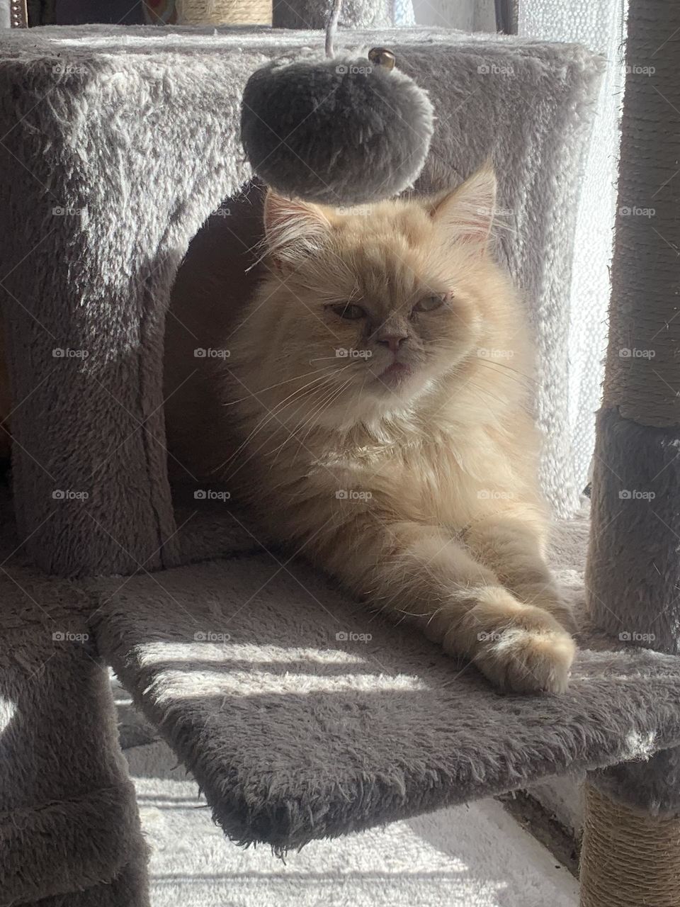 Oliver Twist the Persian house cat. Taken at home spring 2024 on his cat tree perch. 