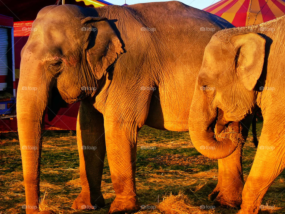 Elephants in the evening sun