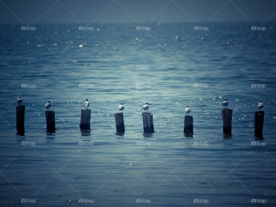 Harmony of Nature