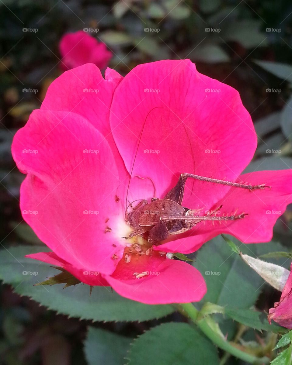 ROSE and Bug