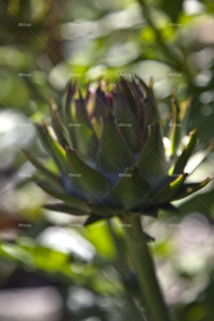 No Person, Nature, Leaf, Flower, Outdoors