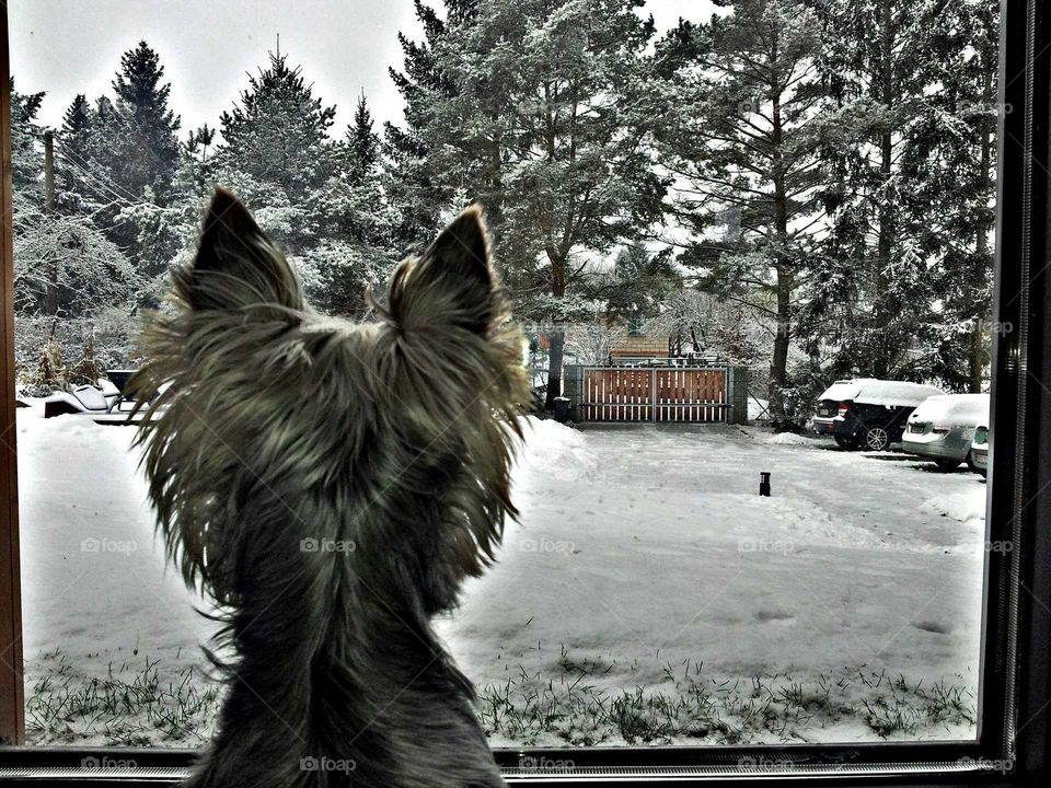 Rear view of a dog looking out of window
