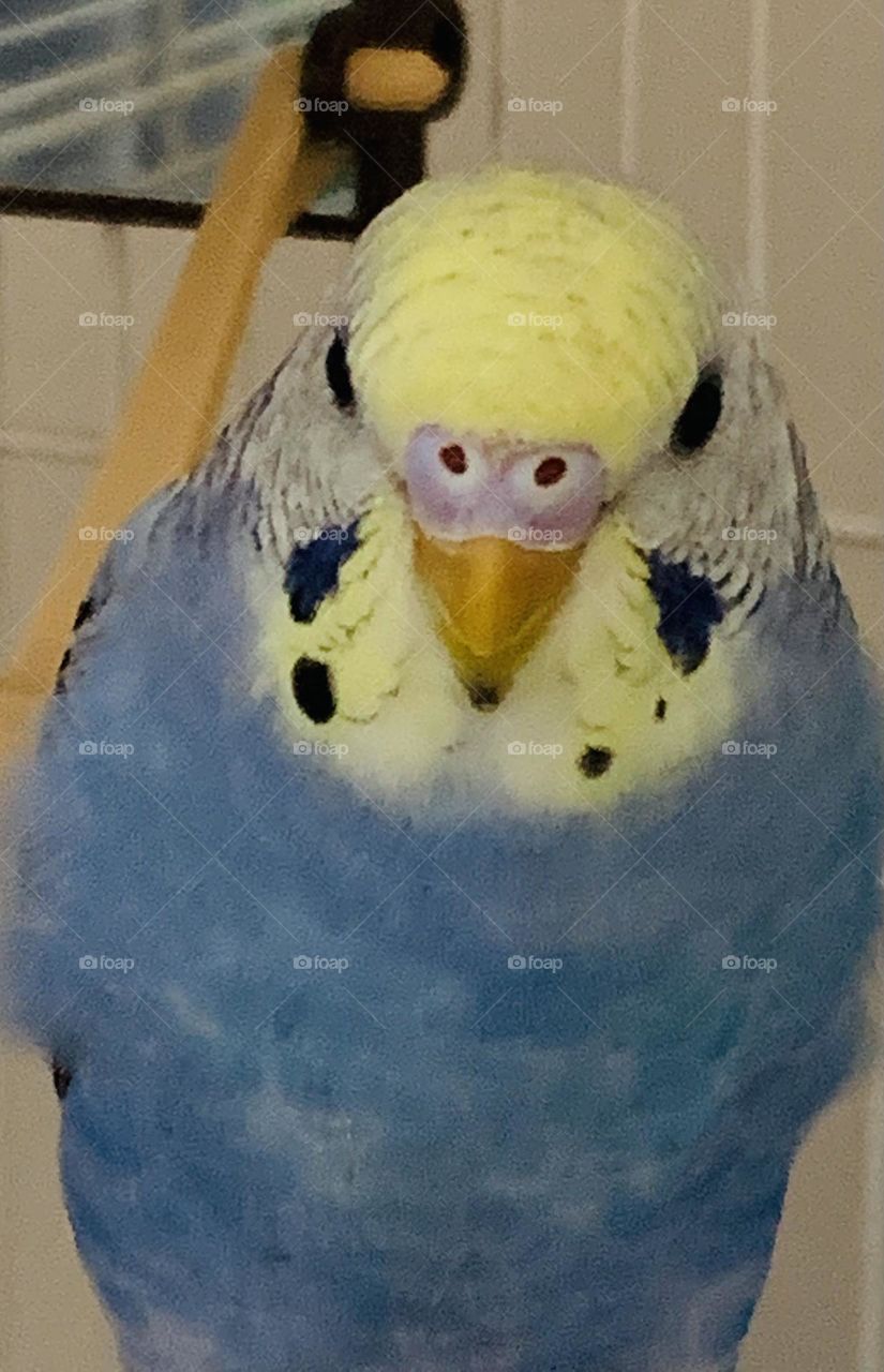 Judd Z the Budgie