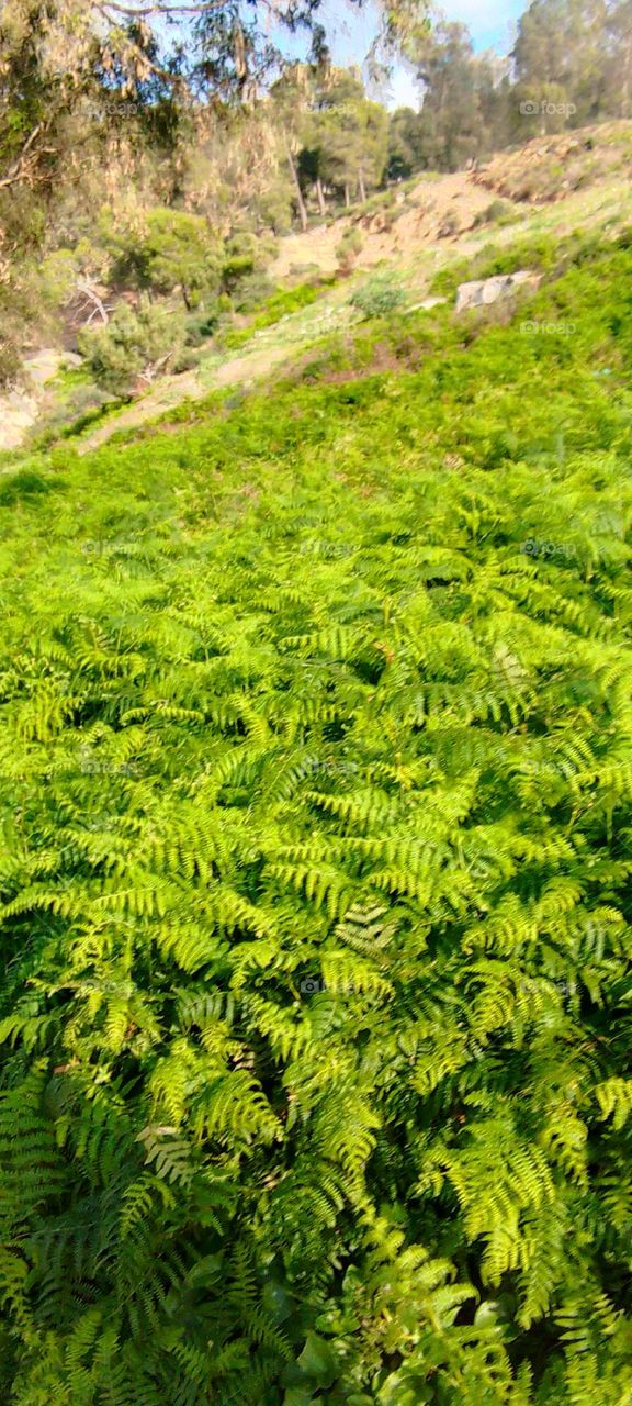 Tree landscape sky grass