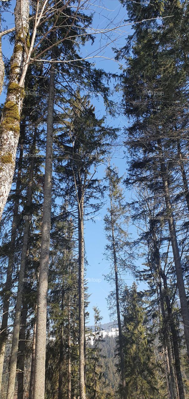 Blue sky between the trees