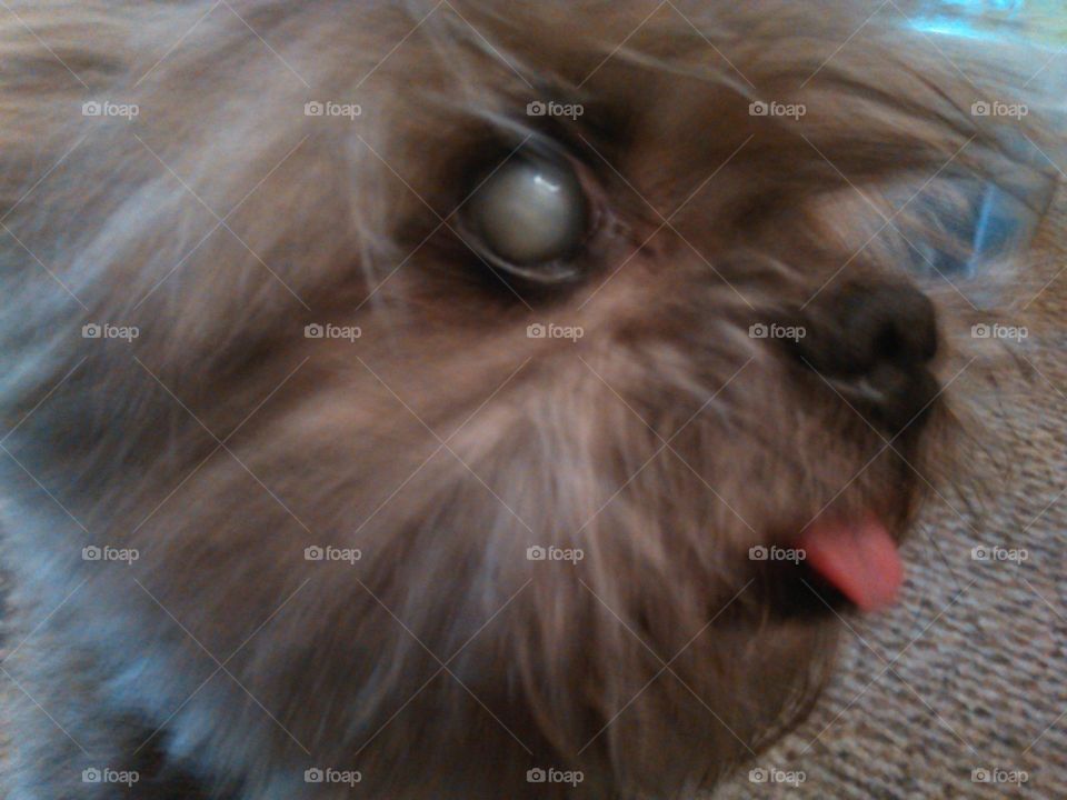 Close up. Close up shot of my old dog....poor blind thing...