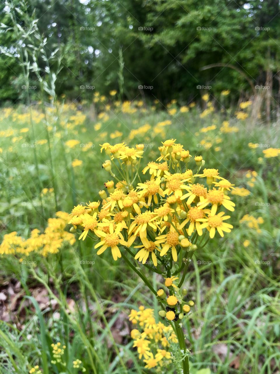 Yellow daisies in meadow on edge of woods 