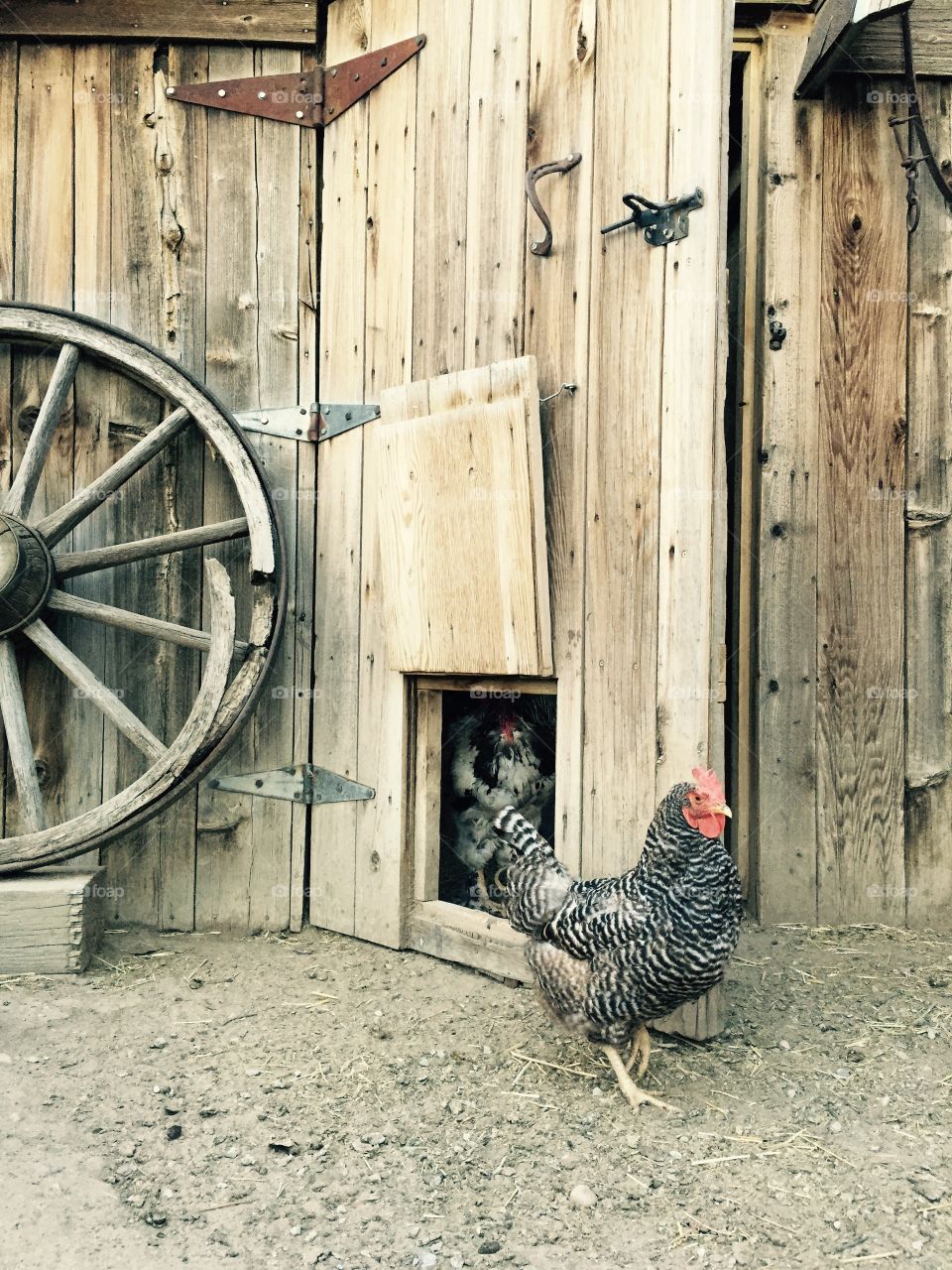 Chicken in a barnyard. A chicken in a barnyard with an old barn