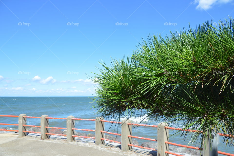 Japanese Pine Tree