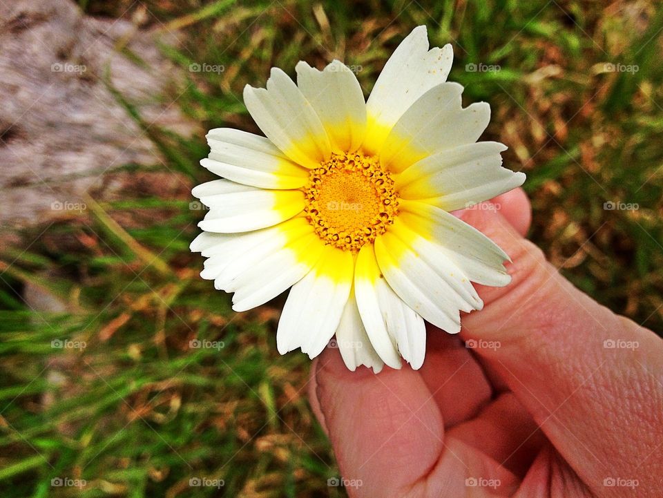 Flower, Daisy, Spring Flower, Summer 