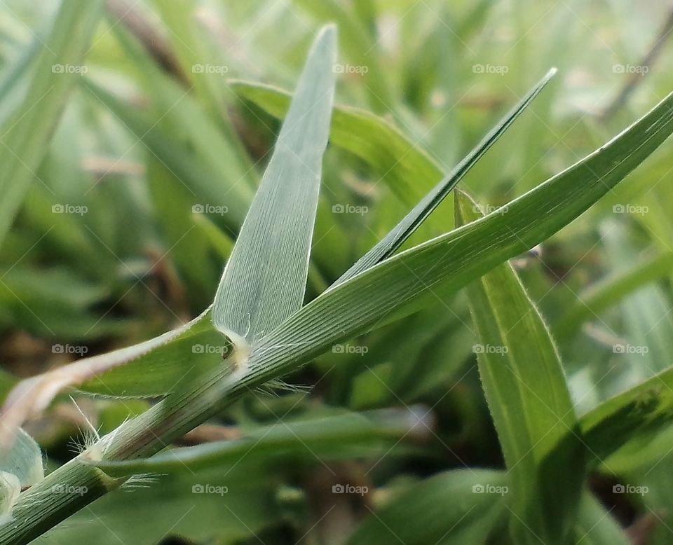 Rumput(grass background)