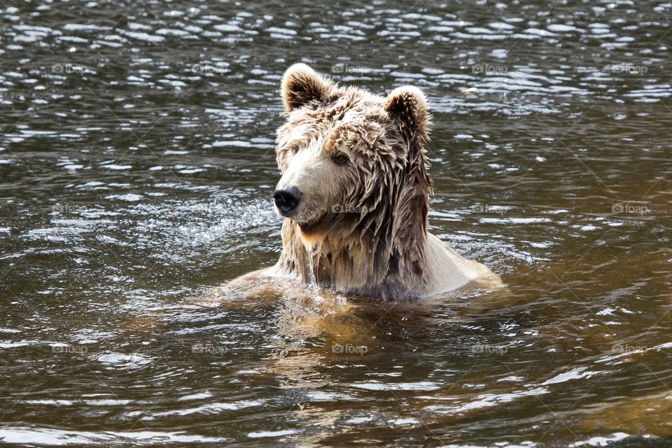 Happy wet bear sitting in the water and enjoying life - glad blöt björn sitter i vattnet  och njuter av livet 