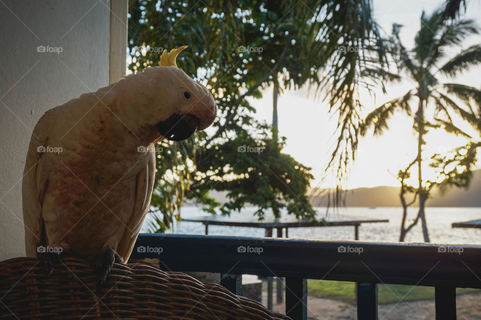 Cheeky cockatoo on my balcony at dusk, Whitsunday Islands, Queensland, Australia 